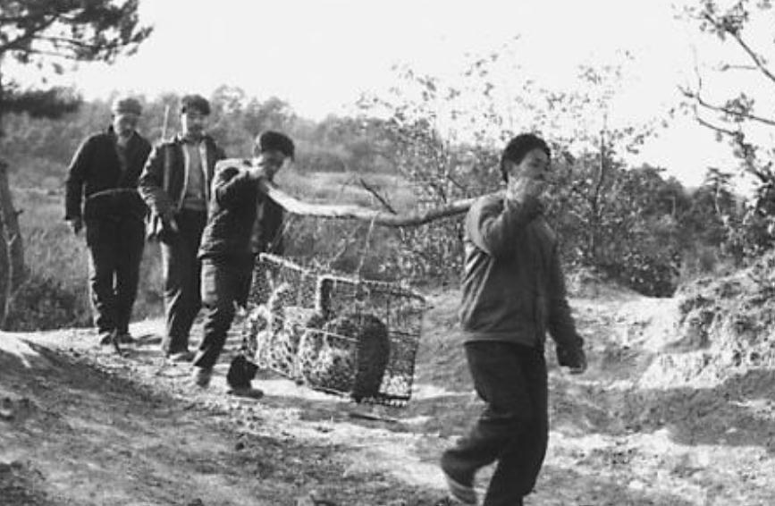 豹子@“活武松”何广位:生擒7只老虎,230只豹子,他比武二郎还厉害?