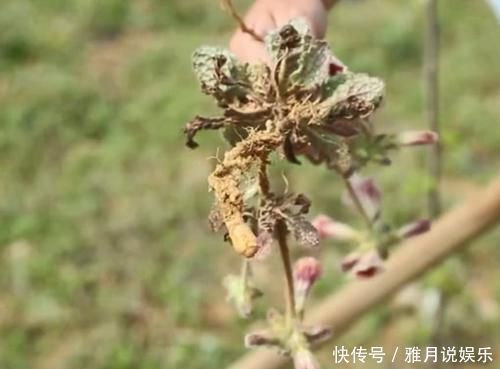 农村一种滋养肝肾的药材,妹子挖出根部直接吃,味道清甜如萝卜