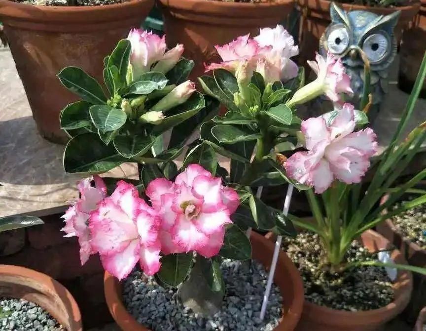 5度以下，常见的21种花必须断水，不然都烂根了