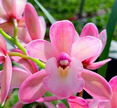 香妃|兰花中最香的品种—香妃,花大色艳,芳香四溢,花叶双馨,还好养