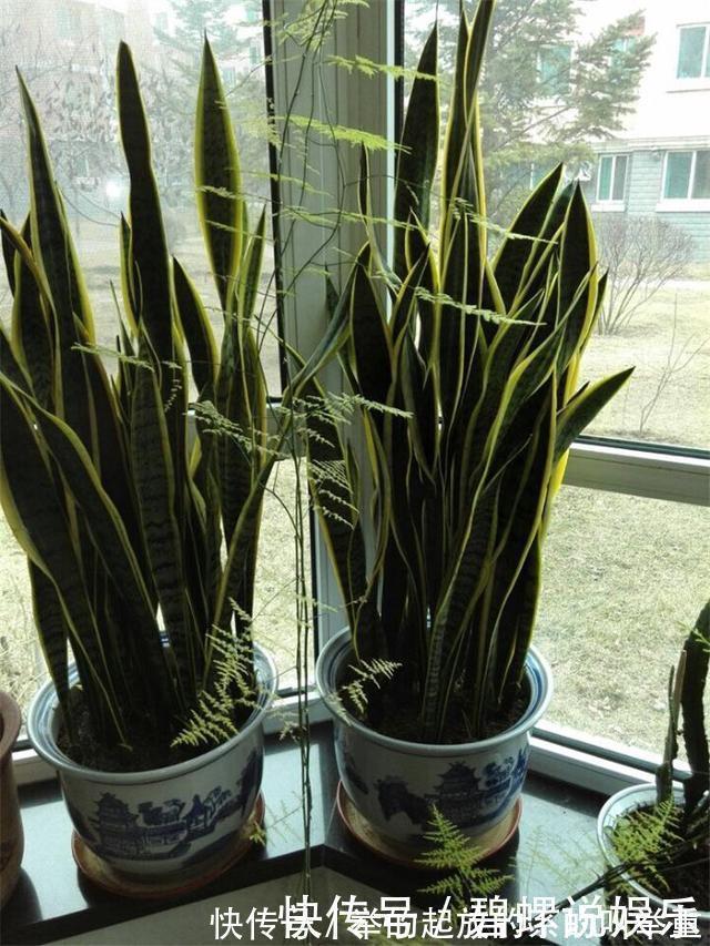 虎皮兰施什么肥2种东西丢盆里，一年不用施肥，叶厚油绿新芽多