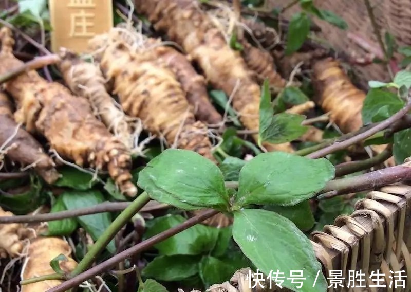 江西民间草药|人称“山胡萝卜”,能补虚安神抗肿瘤,若有幸遇见,请引起重视