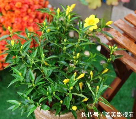 想让家里常年飘香,就养殖3种花卉,管理简单、易爆盆