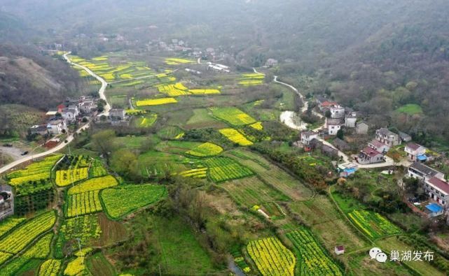 《行遍合肥》巢湖油菜花海已上线！遍地金黄！