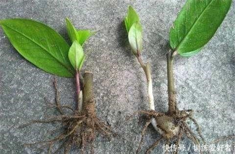 月季|8种花不用花钱买,掐片叶、剪根枝,找个花盆种起来,家里放不下!