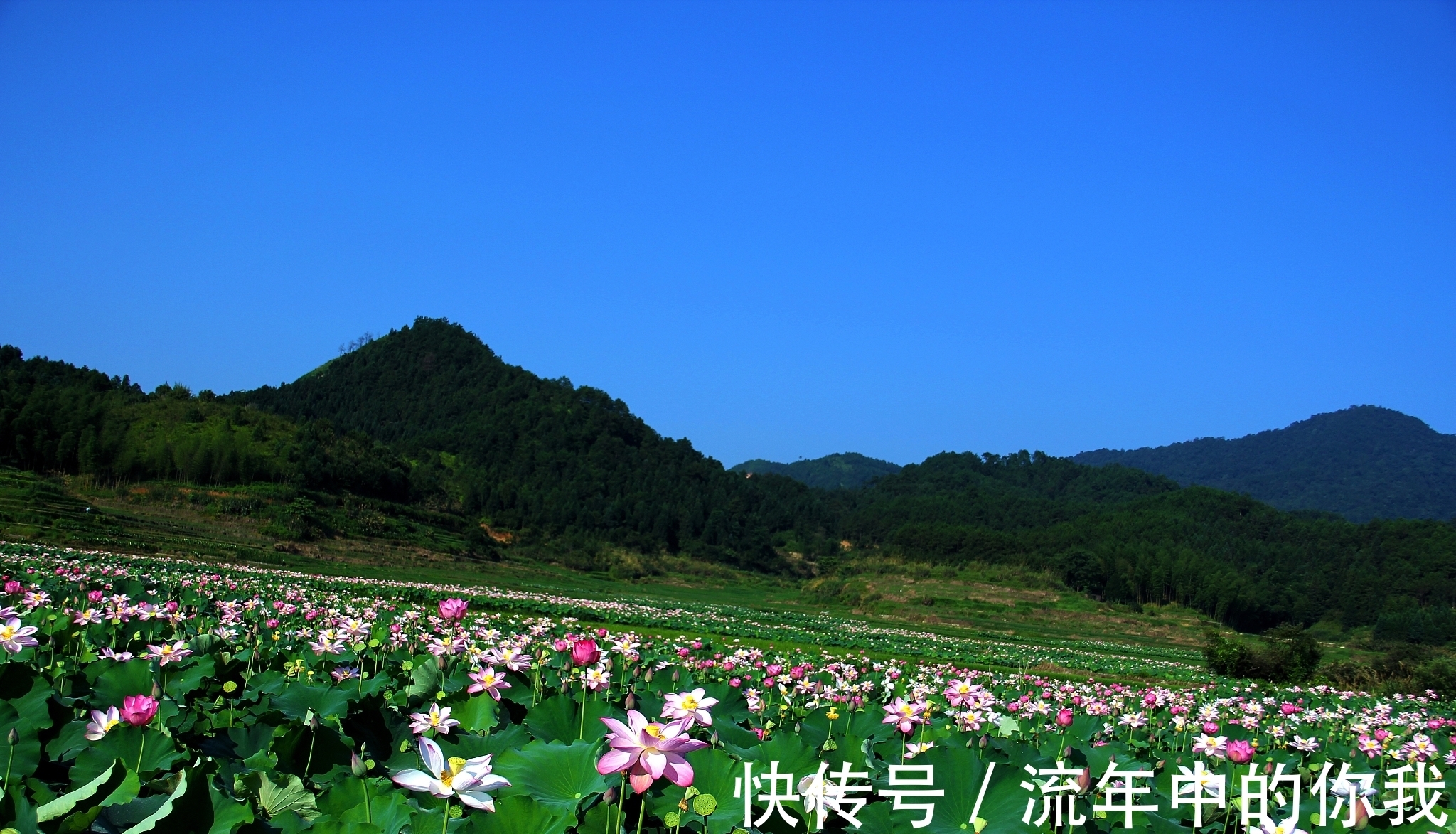 垂柳&宋诗精华五首,其中一首是苏轼描写杏花的,不知道您喜不喜欢