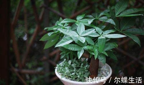 5种苍古娇健的植物盆景,造型独特,观赏性高,摆在家里深受喜爱