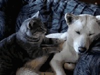 |搞笑GIF：花大价钱在网上买的 你们帮我看看是不是正品