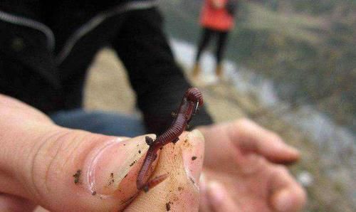 花露水|蚯蚓钓鱼使用小技巧,让钓鱼爱好者少走弯路