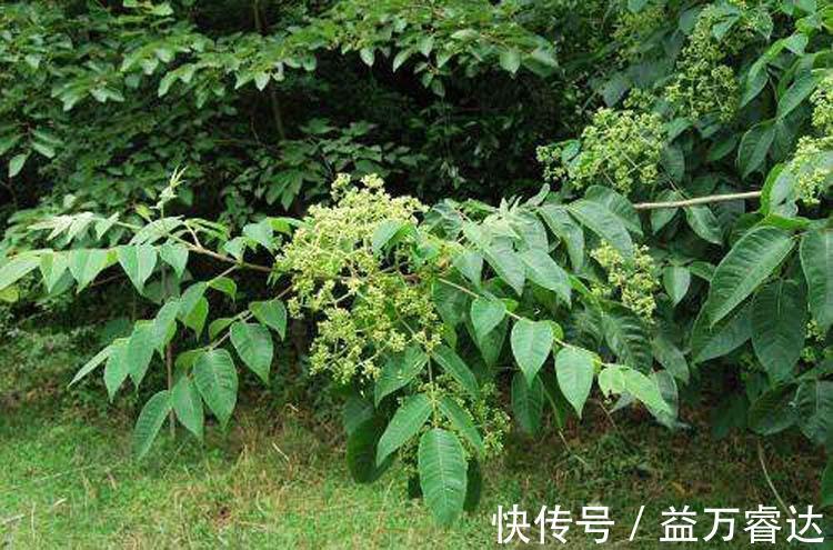 调理|虚寒胃痛、腹痛、胁痛、疝痛、口舌生疮,就要用这红豆豆调理