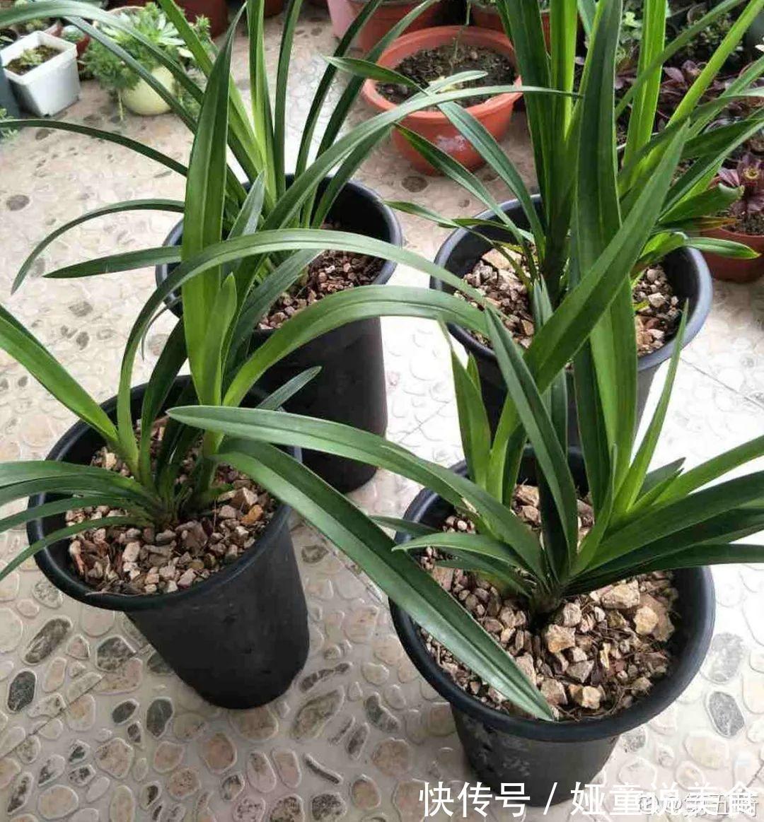 9种花是富贵命,必须大盆养,小盆养会憋死