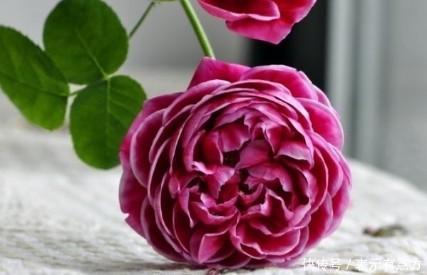 佳品|最艳的月季花品种,超级勤花,味道极香,抗病性很强,是盆栽佳品