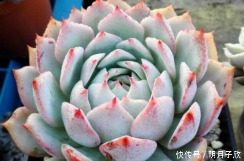 侧芽|想要多肉棱镜爆盆?那我们做好这几点,它很快就能达到爆盆状态了