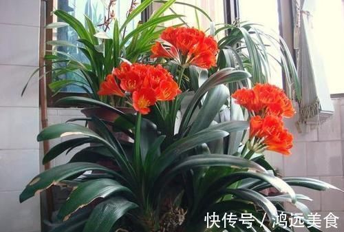 养君子兰知道几个养护小技巧,年年开花四季油绿!早看早知道