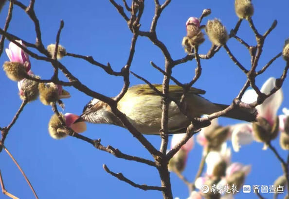 百花公园里一株玉兰率先开花，引来白头翁啄食鸣叫