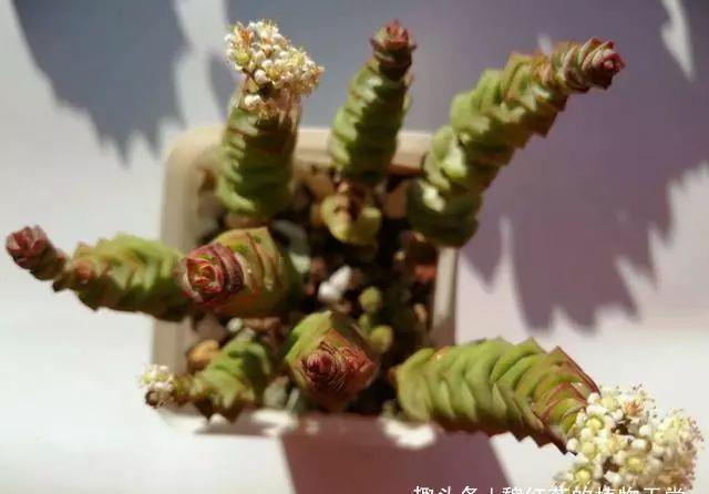 钱串开花,不好看就算了,味道还很难闻,还是剪了吧