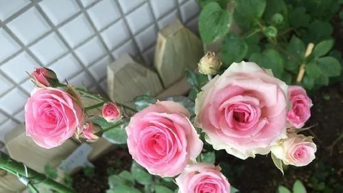 阳台|花期超长的5种月季,单朵能开一个月,阳台养一盆,长期有花赏