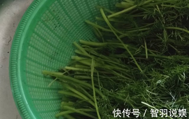 女性|“天然消炎药”,女性没事敞开吃,妇科炎症也许“绕道走”