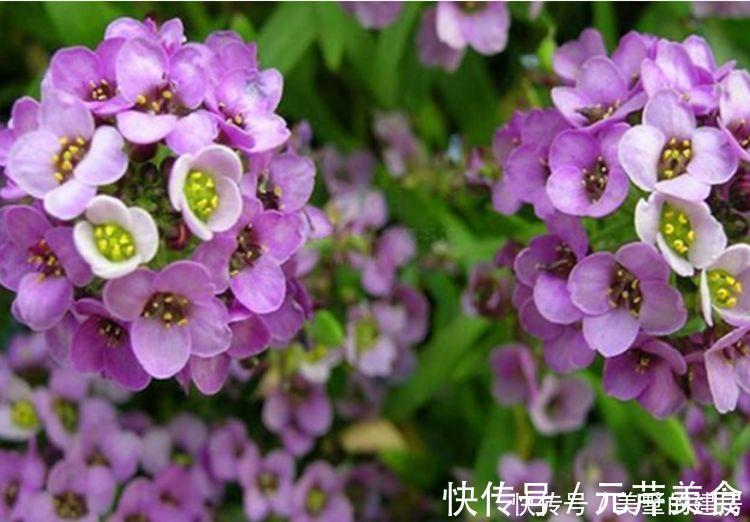 花期超长的几款花，养在家里四季有花开，花香四溢