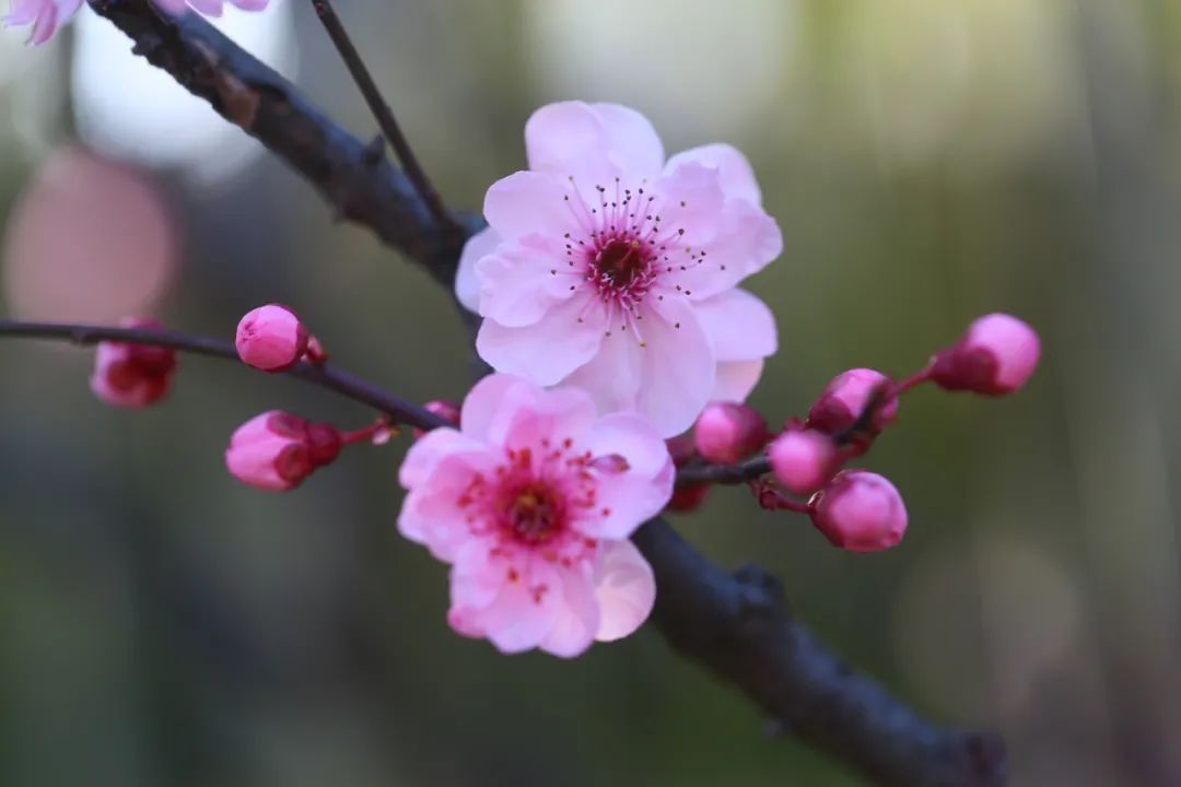 一树粉红，枝枝绽芳华！古猗园赏梅正当时~