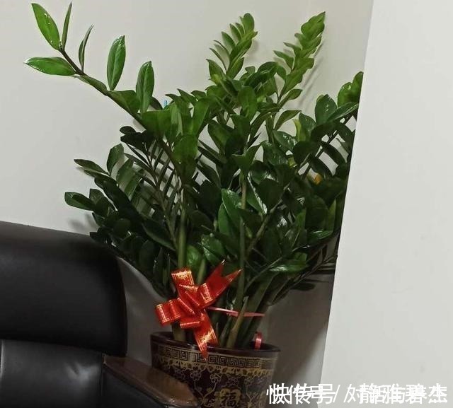 花友|养花常说的“散射光”是什么光哪些地方符合散射光要求！