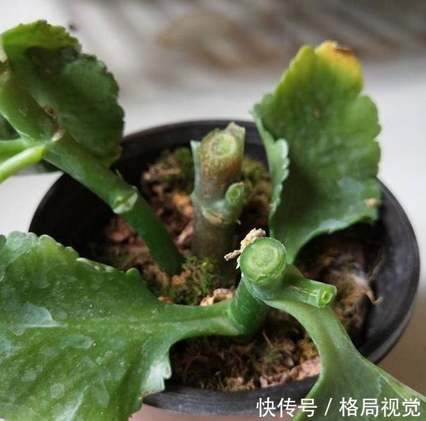 花期|6、7月盆栽长寿花,该如何养好3个窍门让它花期开花挡不住