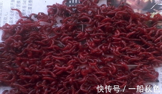 喜欢用红虫钓鱼的看过来 分享几种红虫用法