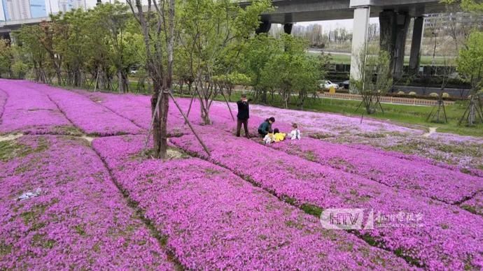 惊艳！2万平方米！100万株！就在杭州这里↘