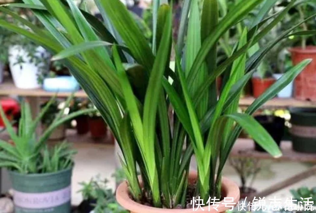 植株|夏天太热,家中养兰花有“4不做”,现在知道还不晚