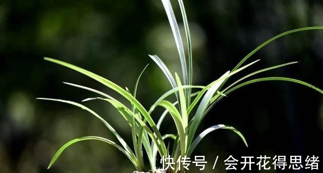 兰花快速生根的方法,不必高价买植料,15天就能出新根!