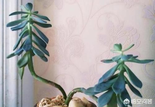 徒长的多肉还能恢复原样吗?