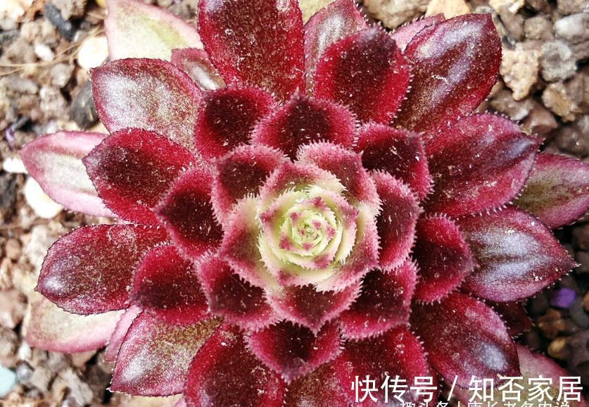 多肉法师舍不得买老桩?秋天入手小的也行,拿回家这样种很快服盆