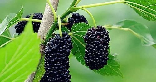 冬季了，多吃三種食物，排毒養顏，調理腸胃，好處多多