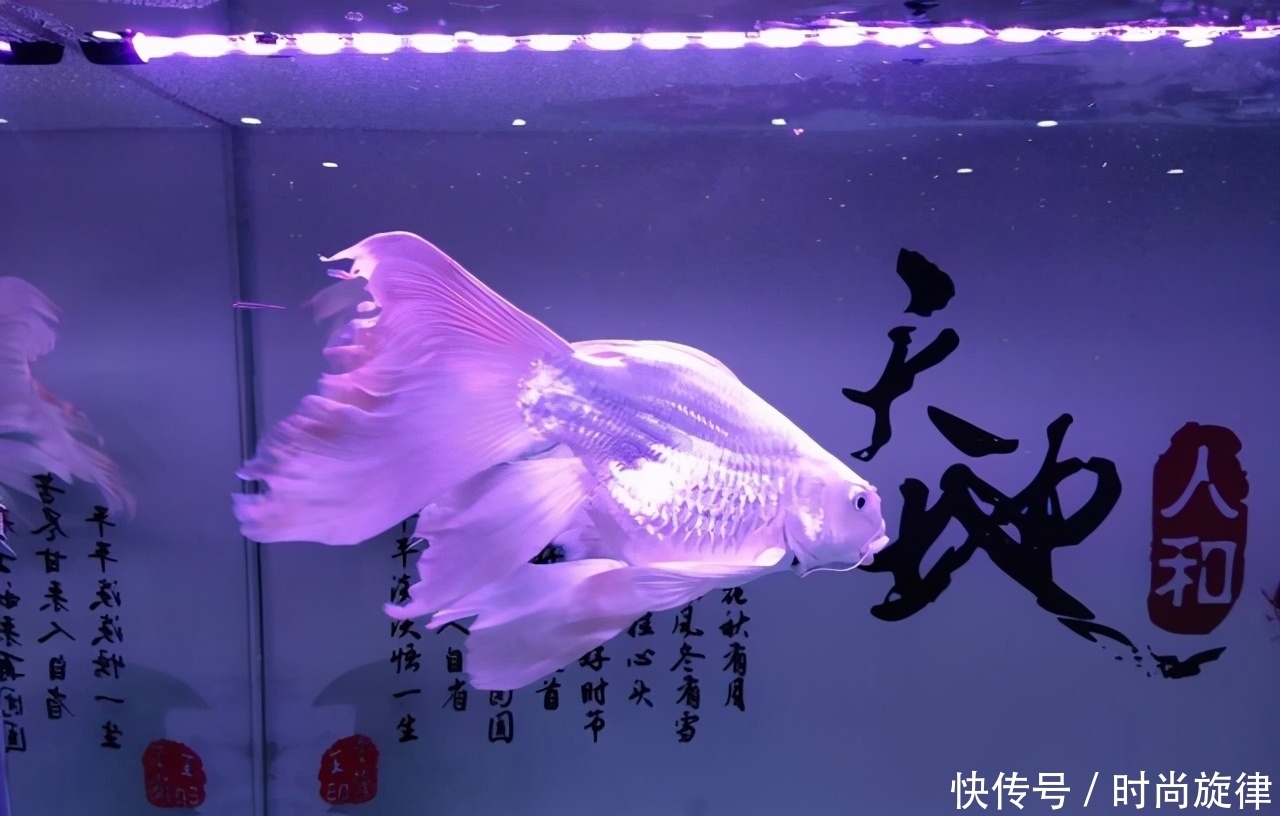 龙鱼为什么要剪掉尾巴