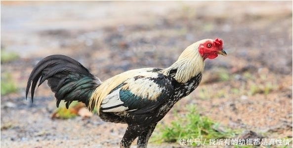 遇见|6月下旬生肖鸡会遇见一生最大的贵人，历经3次喜事，走向人生巅峰