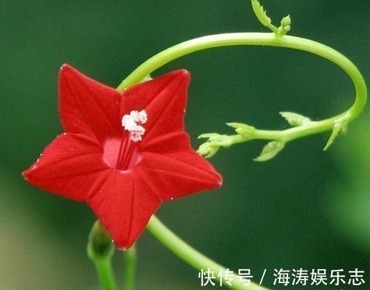 此花人称“晒不死”，花叶俱美“似五角星”，比菊花有趣，开90天