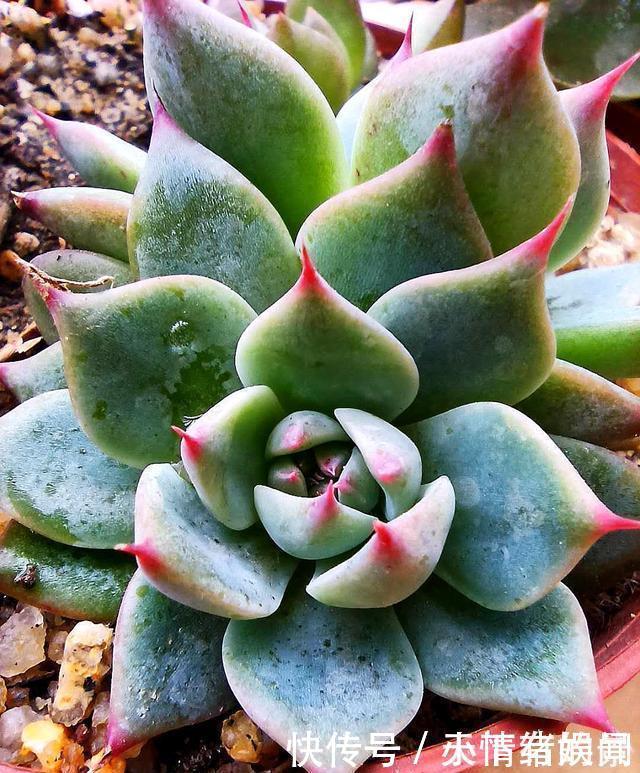 这6种漂亮花，天一热就死，夏天别再买，白花钱养不活