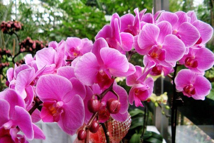 10种“旺运花”开花红艳艳,现在养一盆,春节刚好开,红火显富贵