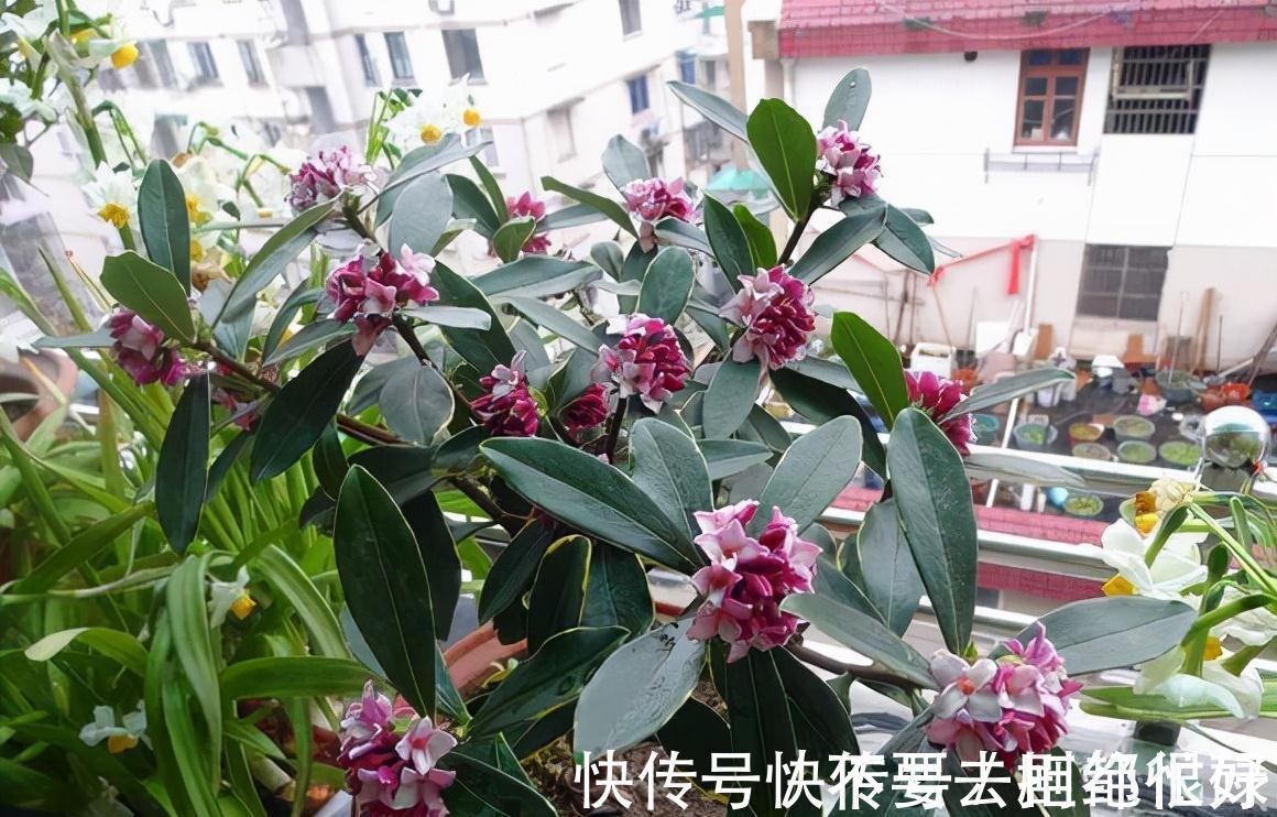 五种“吉祥花”,建议养一盆,不仅寓意好,还利于健康