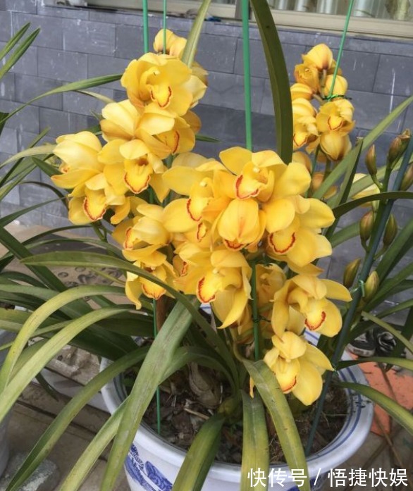 现在逛花市5种花不要买,虽然很漂亮,但是养活难度大,白花钱!