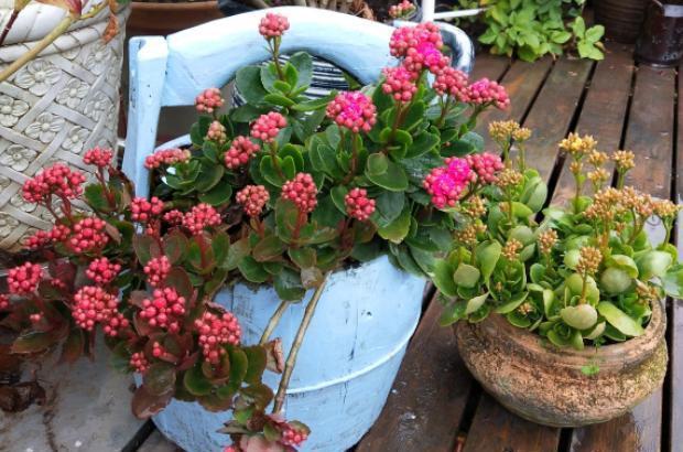 误区|扦插的小苗长寿花,避开养护“误区”,长势更快,后期花更多!