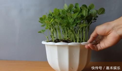 花盆|买来的花生米直接撒花盆里养,没过一周就长满一大盆,要不要吃掉