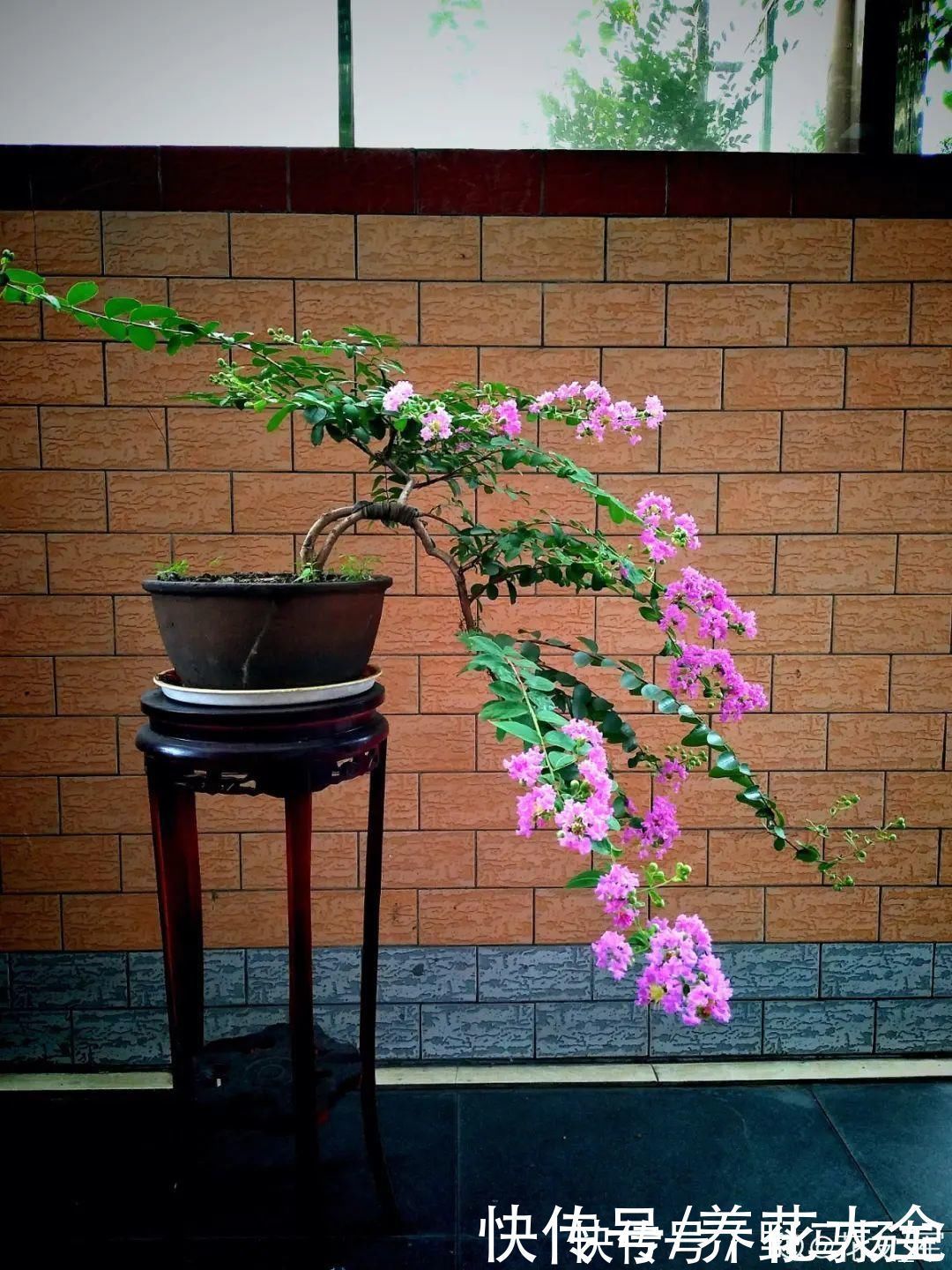 火棘|农村当柴烧的花,原来可以当盆景,给一千块也不卖