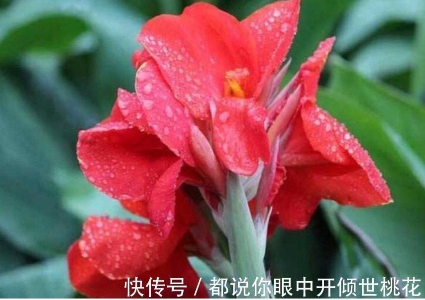 花朵|现在养这4种花正合适，好养又漂亮，花团锦簇，家里变成小花园！