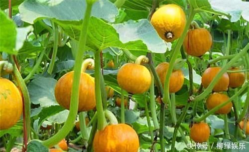 辣椒素|会吃的人最长寿,3种食物不能少,养心安神,皮肤越来越细腻!