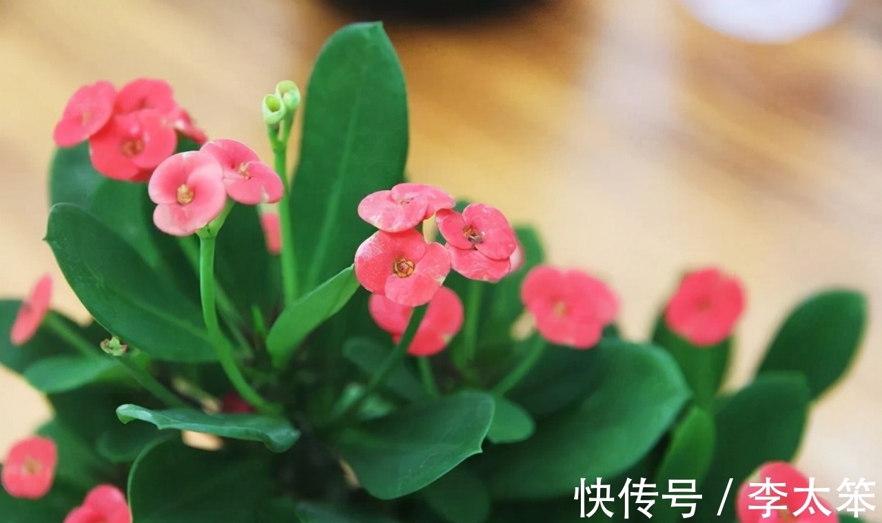 这13种花好养易活,花期还很长,喜欢的话,试着养一盆吧