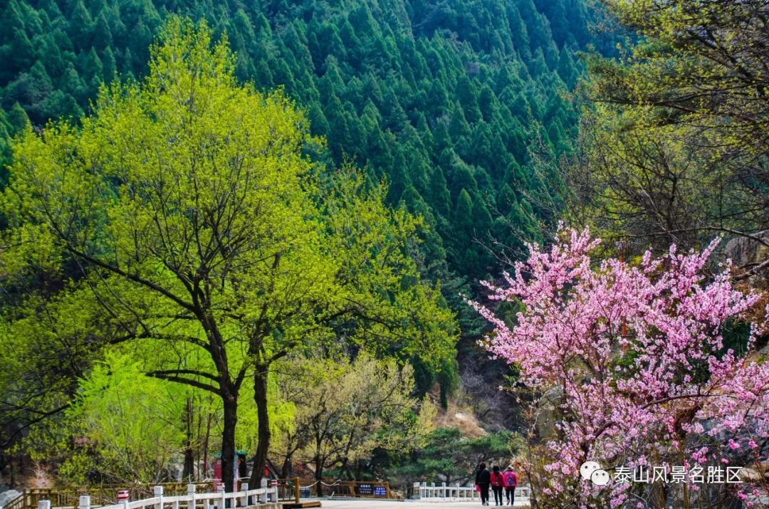 春红|林花谢了春红，醉染流年