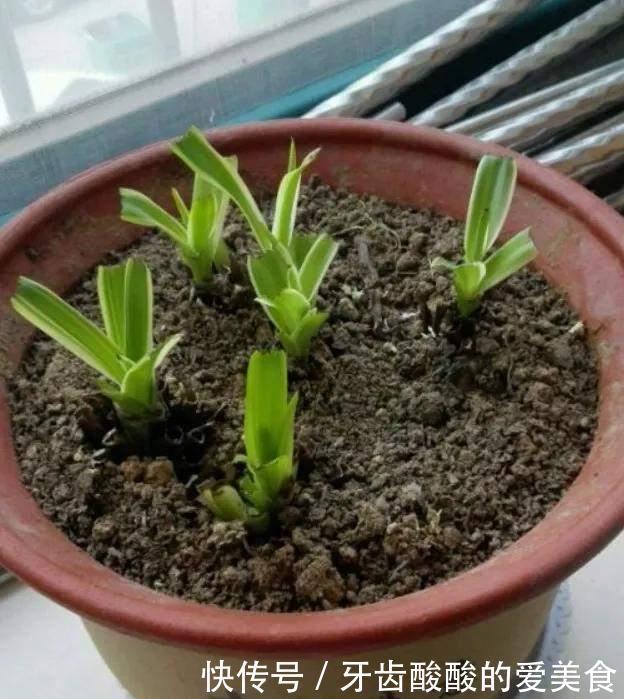 花草冻伤了及时修剪,别舍不得,越早越好