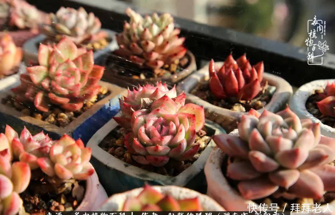 养多肉,我们到底养的是什么?
