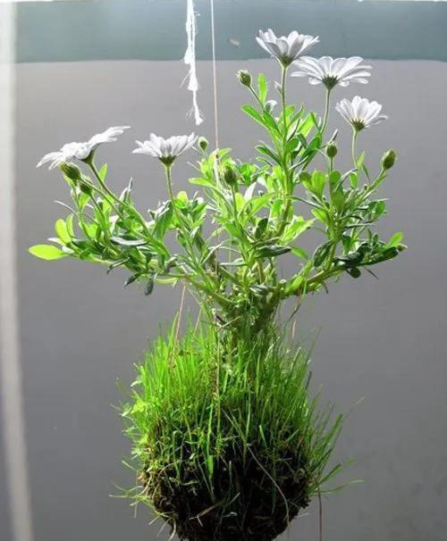 室内绿植种花不用盆,揉一个小球吊起来就让家里美翻